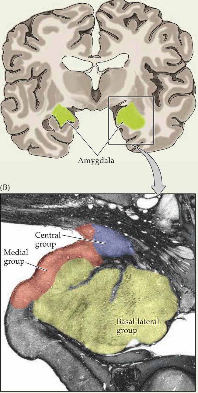 Az amygdaloid komplex A. Kérgi és thalamikus input basolateralis mag B.