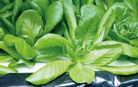 A Tingmao Agricultural Biotechnology Co. földjén termelt zöldségek az észak-tajvani Taoyuan városában.