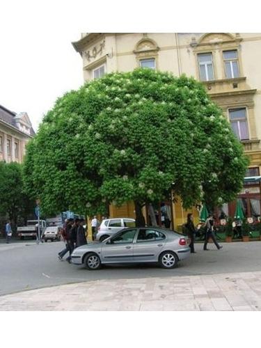 A pótlásra javasolt fafajta: gömbkőris.