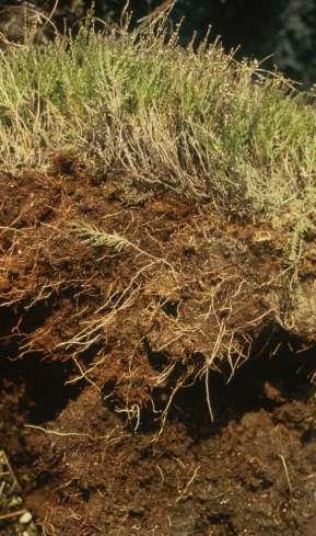 Mikrobiológiai támogatás erdő talajon a tápanyaghasznosítás,