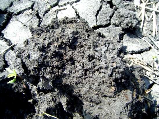 Magágy-alap vastagodás A felszínen száraz, 5-6 cm alatt nedves (a kéreg miatt lassan száradó) talajokon Magágykészítéskor alakult ki napraforgó, kukorica, szójatáblákon A főgyökerek átnőnek a