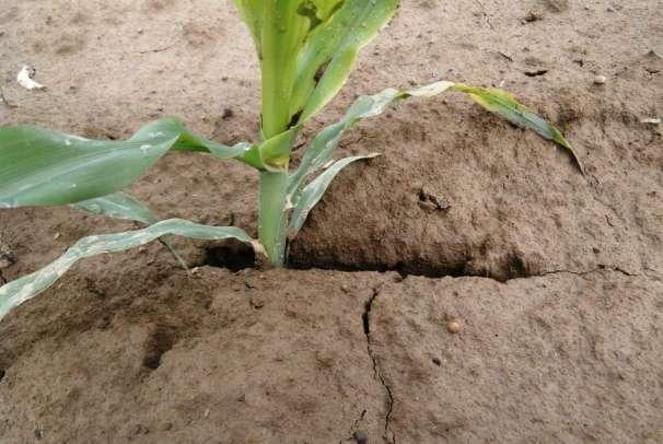 szegény talajok Azok a talajok, amelyek fizikai állapota jelentősen eltér a felső művelt,