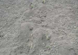 A száraz talajt kíméletes porhanyítsa, rögösítés elkerülése 4.