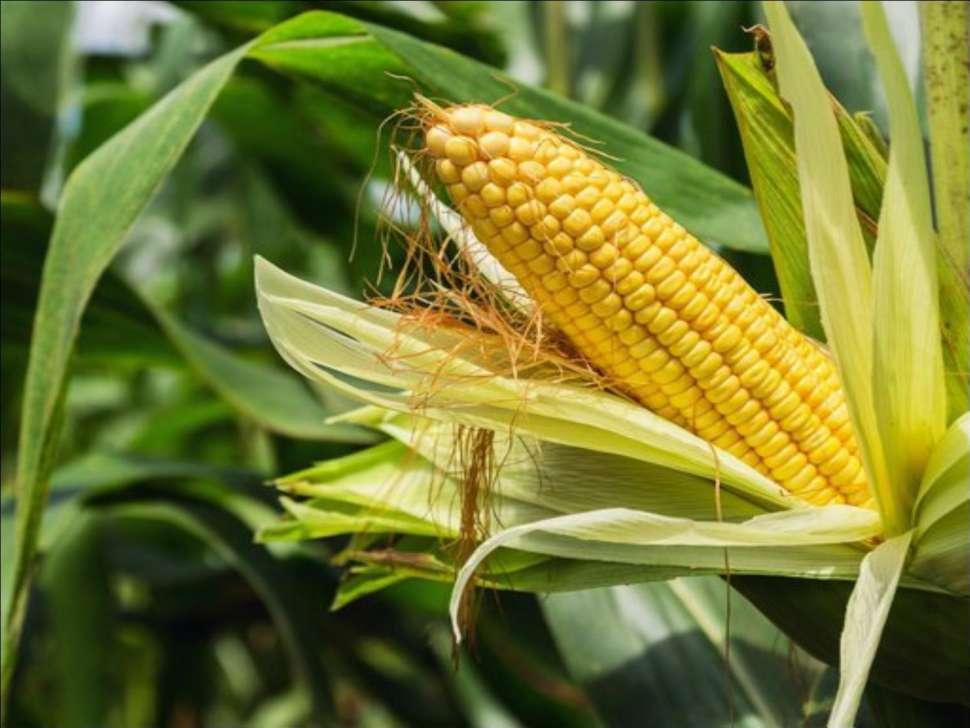 Kukorica Jelentősége Talajelőkészítés Hibrid választás,