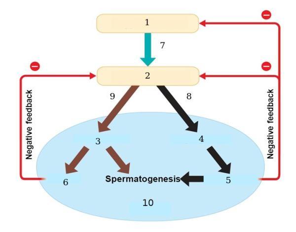 (74.9) Bazális ganglionok (74.10) Substancia nigra (74.11) Nucleus accumbens (74.12) Hippocampus (74.13) Agytörzs 75. (75.1) Milyen szervet/folyamatot ábrázol a kép?