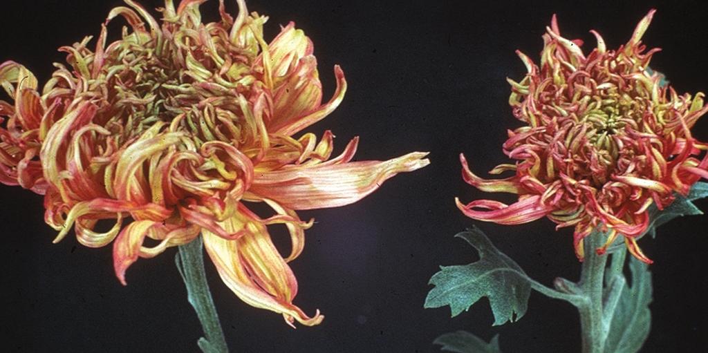 A krizantém betegségei A KRIZANTÉM (CHRYSANTHEMUM INDICUM) ŐSHAZÁJÁNAK SOKAN JAPÁNT TEKINTIK, UGYANIS A JAPÁNOK OLYANNYIRA SZERETIK ÉS TISZTELIK, HOGY MINDEN ŐSSZEL - A TAVASZI CSERESZNYEVIRÁGZÁS