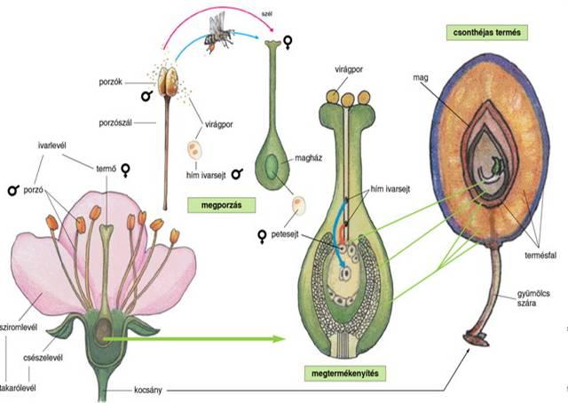 Minden gyümölcsfaj termesztésének a célja a termés, ennek alapja pedig a virág.