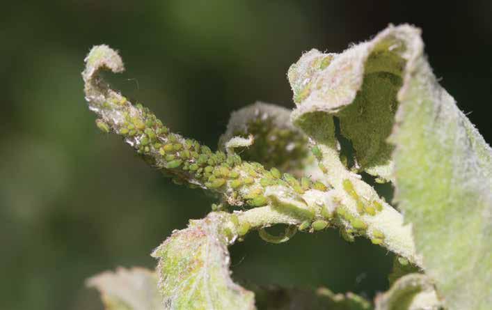 Levéltetvek Közönséges levélpirosító alma-levéltetű (Dysaphis devecta) Szürke alma-levéltetű (Dysaphis plantaginea) Zöld alma-levéltetű (Aphis domi) A levéltetvek az egész vegetáció alatt jelen