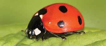 Katicabogarak (Coccinellidae) Több fajuk is segítségünkre lehet az ültevényekben felszaporodó kártevők kártételének mérséklésében.