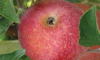 A gyümölcsperzselődés biológiai hátterében az áll, hogy terméskötődés után a kis termések bőrszöveti sejtjeinek egy része elhal a sejtosztódás során. A kutikula ezeken a helyeken nyitva marad.