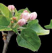 Zöldbimbó virágzás kezdete Ebben az időszakban a varasodás elleni védekezés során már más felszívódó hatásmechanizmusú készítmény használata javasolt, minden esetben kontakt hatású gombaölő szerrel