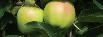 A készítmény kiváló hatékonysággal rendelkezik az almamoly, illetve keleti gyümölcsmoly lárvái ellen.