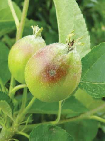 Alma ventúriás varasodása (Venturia inaequalis) Az alma egyik legveszélyesebb kórokozója, amely évjárattól függően komoly károkat képes okozni.