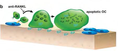 Klasszikus reszorpció-gátlók -a denosumab az osteoclastogenesist gátolja, - a