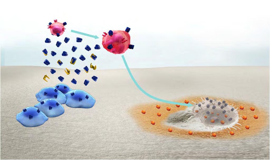 Biszfoszfonátok a csontfelszínhez kötődnek és az osteoclastok apoptozisát okozzák Osteoclast precursor RANK Ligand RANK Differentiated osteoclast OPG Bisphosphonate 1 Bisphosphonates bind to bone and