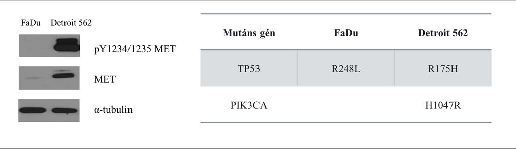 5.1.9 Fej-nyaki daganatos sejtvonalak molekuláris háttere és tirozinkináz inhibítor érzékenységük közötti összefüggés Munkánk következő szakaszában olyan fej-nyaki daganat sejtvonalakat kerestünk,