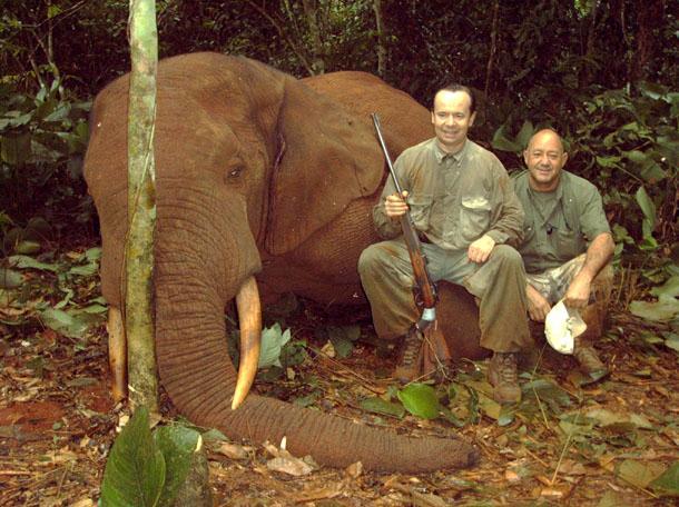 3 Erdei elefánt Az itt élõ elefánt az erdei elefánt (Loxodonta cyclotis) fajhoz tartozik. Élõsúlya ca. 3.000 kg, elterjedési területe Nyugat- és Közép-Afrika esõerdõ övezete.