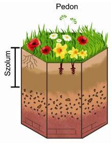A talaj tehát egy háromdimenziós kiterjedésű térbeli test. A talaj takarót a talajtestek, egyedek mozaikjai alkotják.