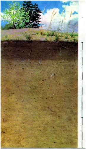 6.8. ábra: Futóhomok 6.9. ábra: Humuszos homok (A talajszelvények forrása: Lévai 20