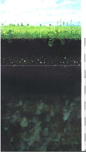 6.35. ábra: Lápos réti talaj (A talajszelvények forrása: Lévai 2000) 7.