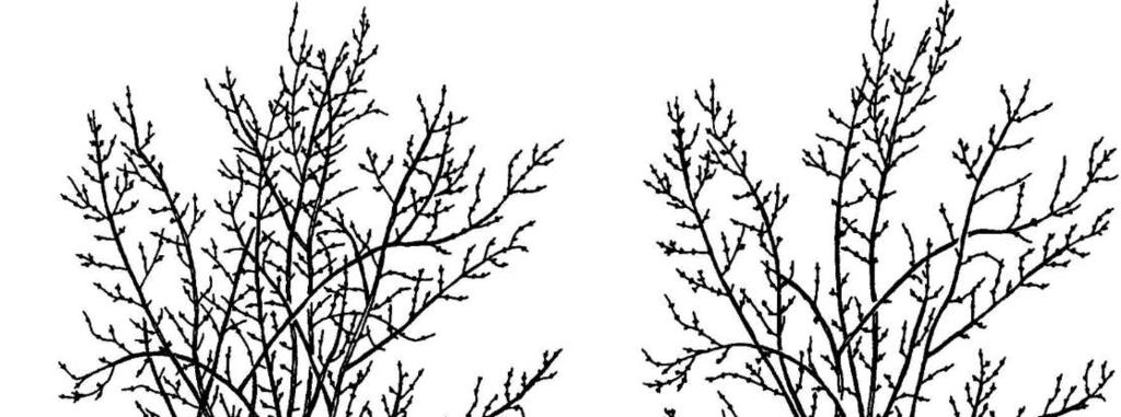 - bokor alakú loncok (például a Lonicera fragrantissima), - jezsámen (Philadelphus), aranyribiszke (Ribes aureum), fűz (Salix), - korán virágzó gyöngyvesszők (Spiraea arguta, S. vanhouttei stb.