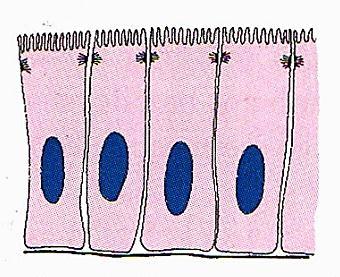 ,,Felszíni specializációk Mikroboholy / kefeszegély / kutikula: felszínt növelő struktúra (szekréció, reszorpció, enzimatikus folyamatok).