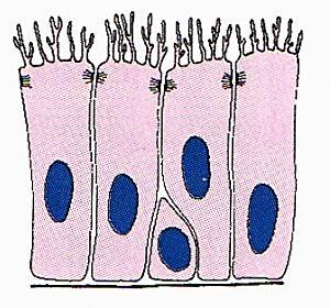 mellékhere csatornái; érzékszervek (receptorsejtek, szőrsejtek kemo- és mechanoreceptorokkal, amelyek ioncsatornákat aktiválnak) Kinocilium