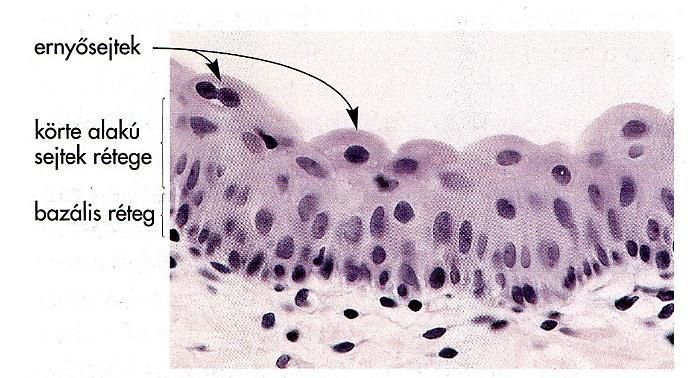 Átmeneti hám (urothel) A különböző sejtsorok