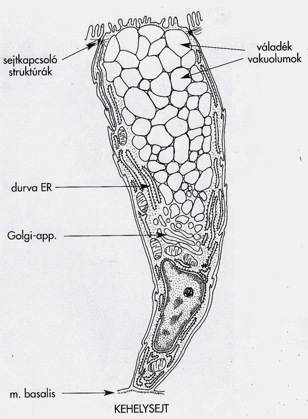 töltik ki basalisan: DER, Golgi, sejtmag secretio: főként