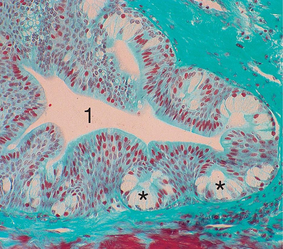 Endoepithelialis mirigyek Többsejtű endoepithelialis mirigyek: jellemzően az