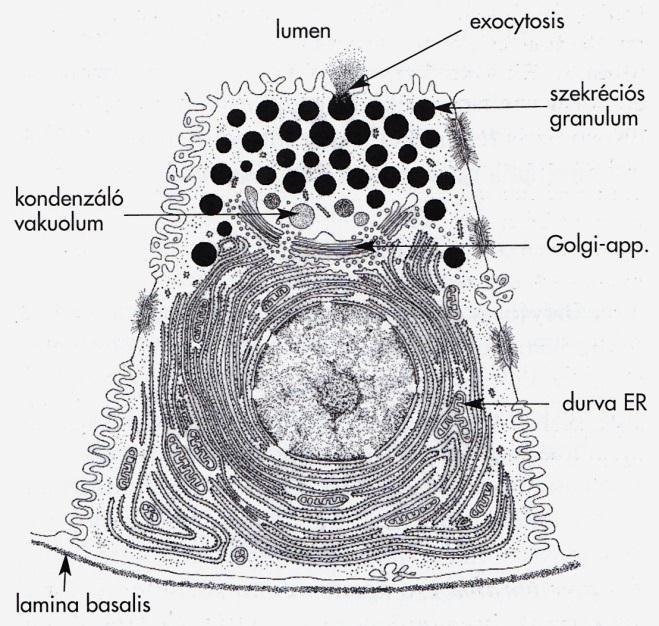 A szekréció típusa szerint merokrin Meros (gr.