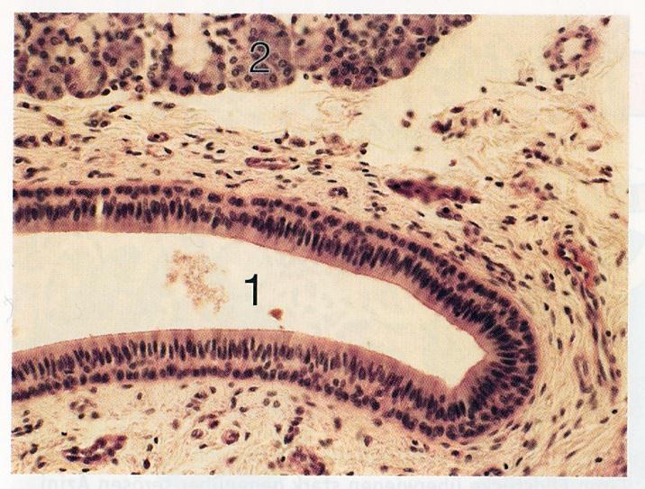 bazális csíkolat, ami a kivezetőcső hámjának a szekrétum összetételének