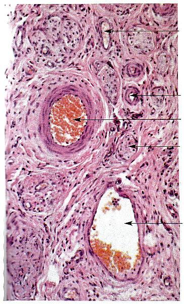 A sejtmag szintén ellapult, ovális vagy pálcika alakú és centrális