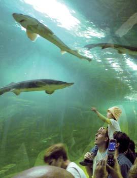 Európa legnagyobb,közel 1 millió liter össztérfogatú édesvizû akváriumrendszere a Magyarországon található szinte az összes halfajt elénk tárja.