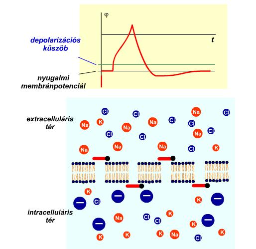 A membrán elektromos tulajdonsága: térkonstans A depolarzácó terjedése A megváltozás membrán ment terjedése alapján: r m (W cm 2 ) r (W cm 2 ) (ms) átmérő (m) (cm) (a válaszok az ngerlés helyétől