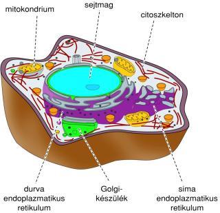 Membránok a sejtben A membránok szerkezete sejtmembrán A sejtmembrán szerepe: elhatárolás és ellenőrzött kapcsolat a környezettel