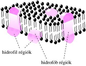 Sok alapvető folyamat membránhoz kötött. Fehérjék, polszachardok, stb.