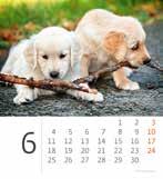 Asztali naptár Hangulatok Állatvilág