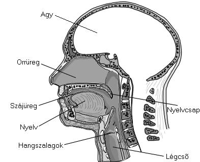 Az emberi beszédkeltés szervei Forrás: