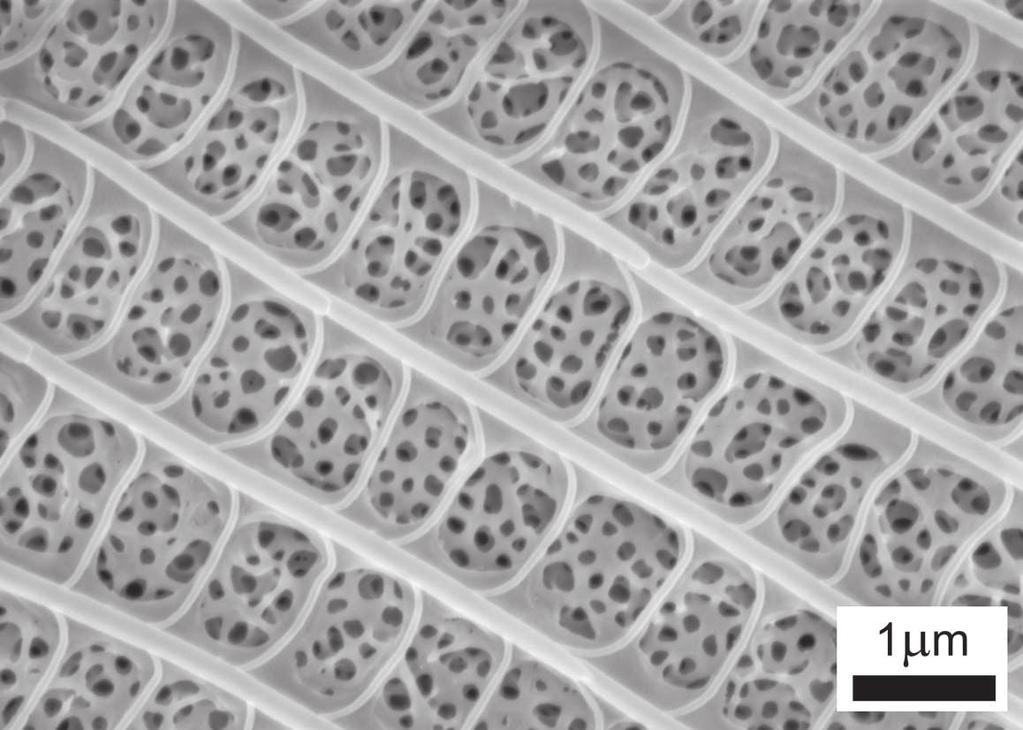 Szerkezeti színt adó pikkelyek Polyommatus icarus lepke szárnyán Transzmissziós elektronmikroszkópos felvétel egy pikkely keresztmetszetér l kat, valamint a spektrum olyan részein is érzékelnek