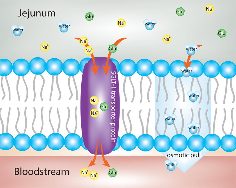 Discovery of intestinal sodium-glucose transport was the basis for development of oral rehydration solution, and was hailed as potentially the most