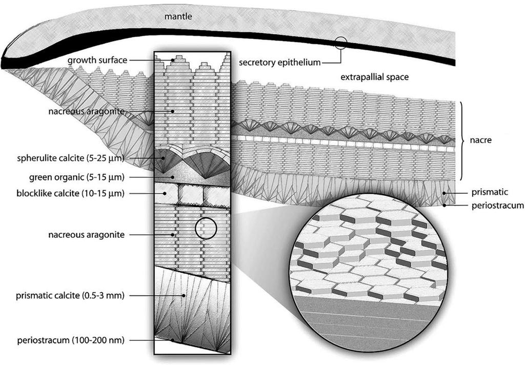 C: Biológiai kristályosodási jelenségek vizsgálata (KKP-17) (Együttműködések: I. Zlotnikov, B CUBE Center for Molecular Bioengineering, Technical University Dresden; P. Gilbert, Dept.