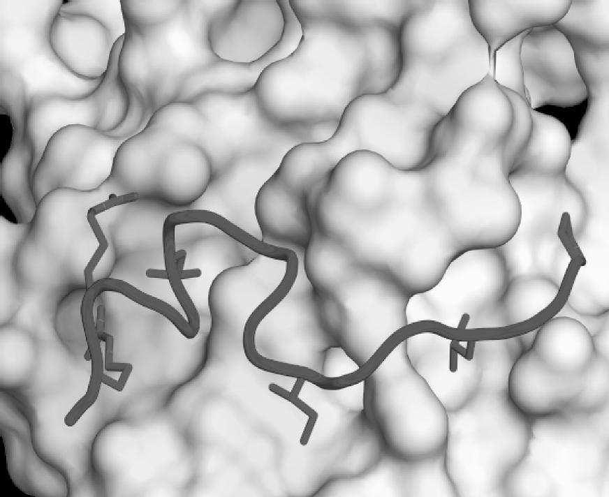 Paradox módon a rendezetlen (IDP, IUP) fehérjék szerkezeti jellemzése is megoldható ügyes NMR-es kísérletek segítségével, és meg kell említeni azt is, hogy előszeretettel végzünk úgynevezett in-cell