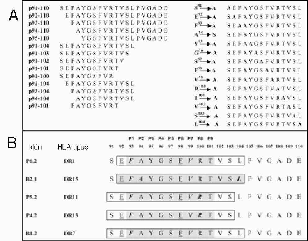 Х4 țᾆ ᾗ țᾡ ᾆ átlapoló oligopeptidekkel (3. ábra) T-sejt epitópokat lokalizáltunk.
