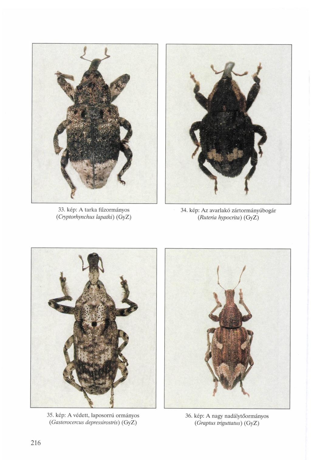 33. kép: A tarka fűzormányos (Ctyptorhynchus lapathi) (GyZ) 34. kép: Az avarlakó zártormányúbogár (Ruteria hypocrita) (GyZ) 35.