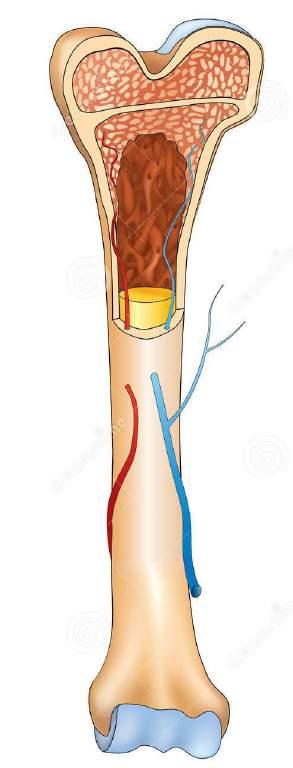 periostealis