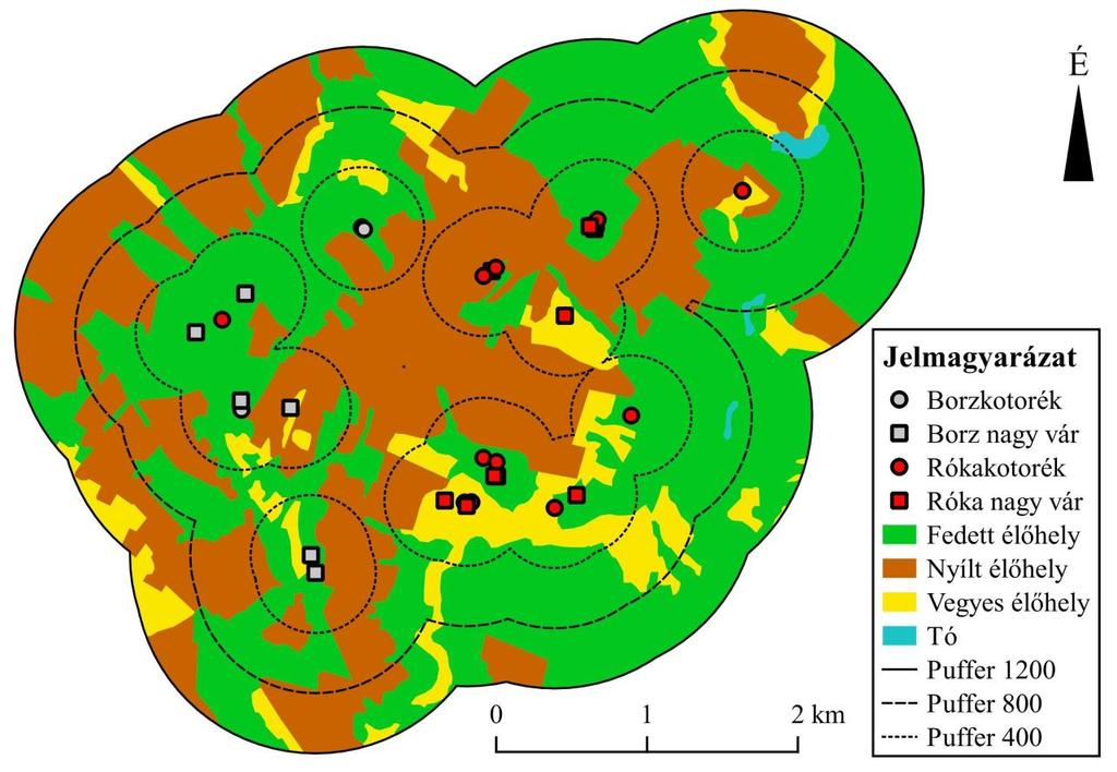 3.2.5. A kotorékok környezetének puffer módszerrel történő elemzése A fent ismertetett vizsgálatok az élőhely kínálati oldalának a teljes vizsgálati terület élőhelyi forrásait tekintették.