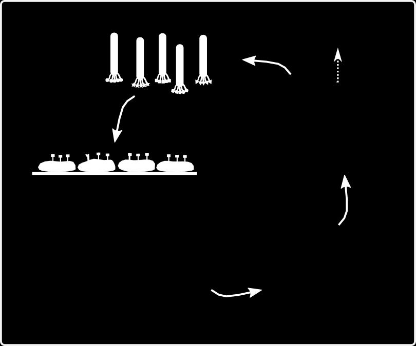 Vastagbél tumorsejthez (HT-29) kötődő peptidek kiválasztása fág-bemutatás technikával Szekvencia 2-3 szelekciós lépés után Fág könyvtár VHLGYT kiválasztott peptid Ismétlés 2-3-szor Vastagbél