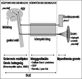 The evolution of LHON in the first weeks/months is described canonically as acute/subacute, depending on how rapidly the loss of VA evolves.