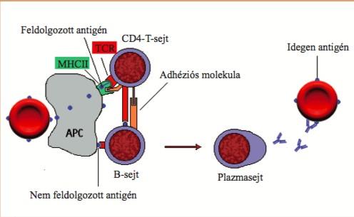 Fogalmak Alloimmunizáció: az azonos fajon belüli, idegen antigénekkel szemben kialakuló immunválasz